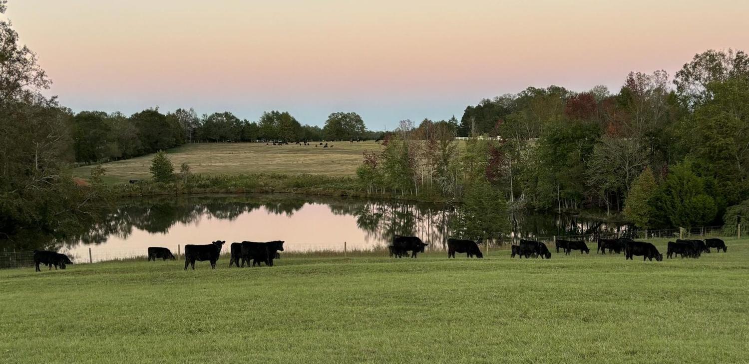 Rolling pasture and pond at sunset in Greenwood County, South Carolina